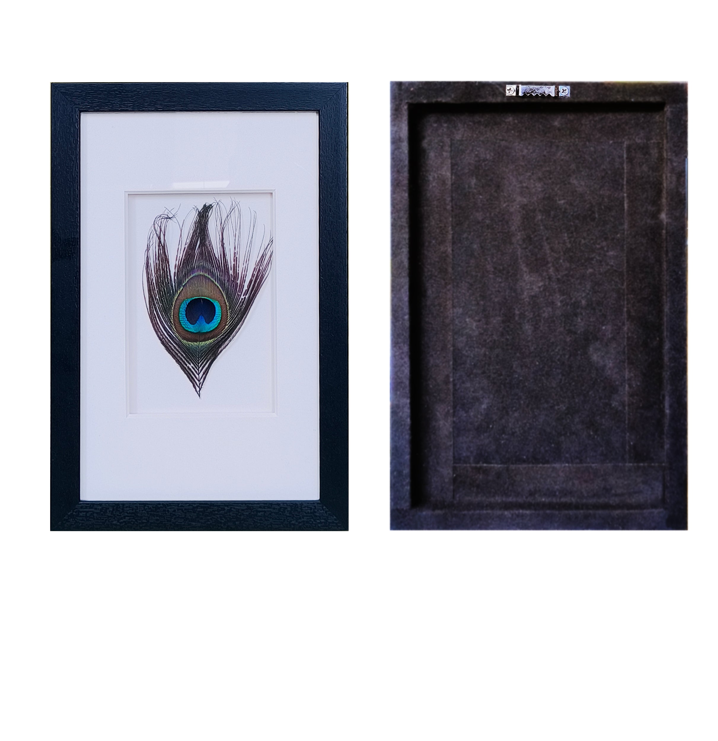 Peacock Feather Shadow Box Wall Art - Handcrafted Luxury Decor