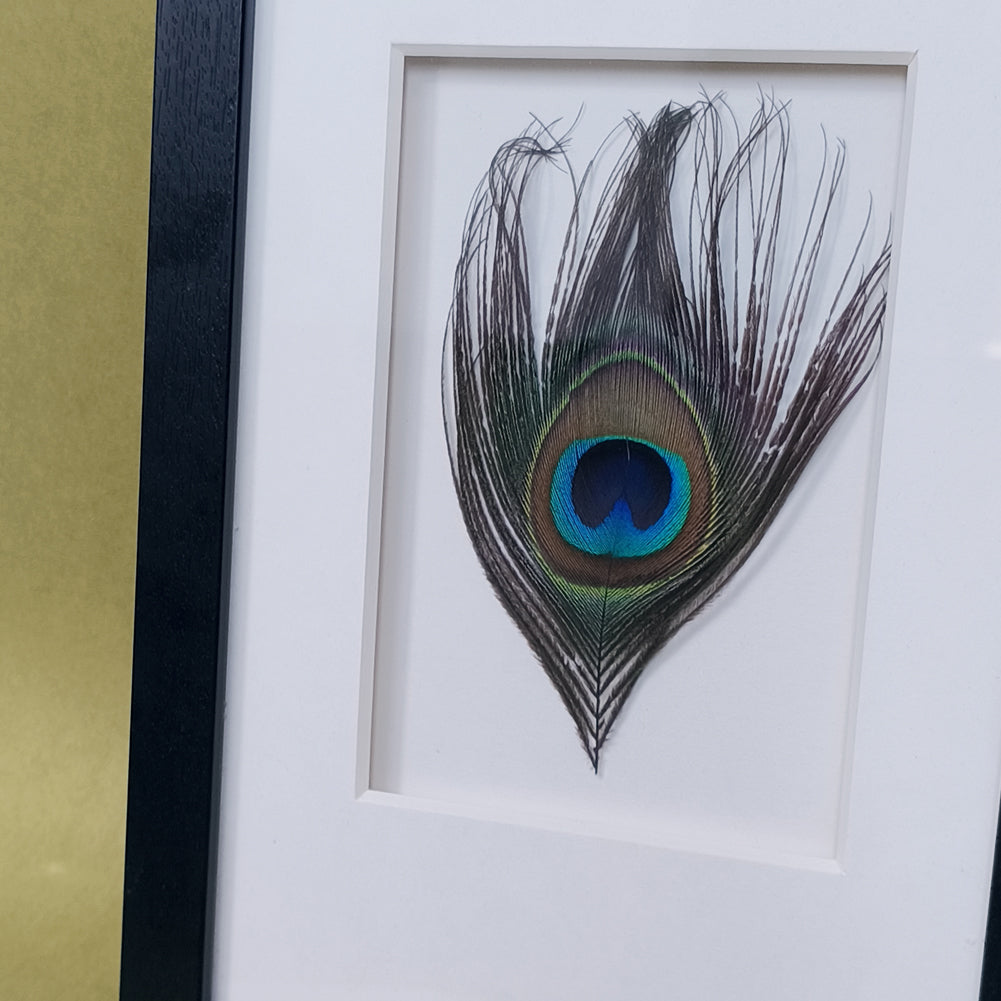 Peacock Feather Shadow Box Wall Art - Handcrafted Luxury Decor